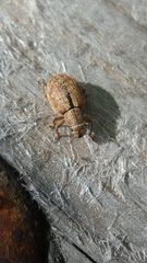 Strophosoma melanogrammum