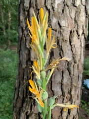 Canna flaccida