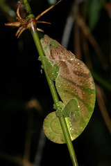 Calumma oshaughnessyi