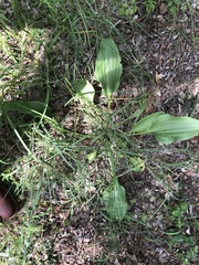 Arnoglossum plantagineum