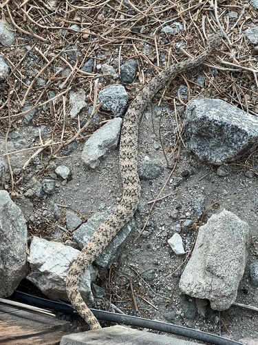 iNaturalist observation photo of Southwestern Speckled Rattlesnake