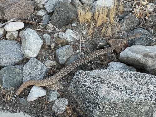 iNaturalist observation photo of Red Diamond Rattlesnake