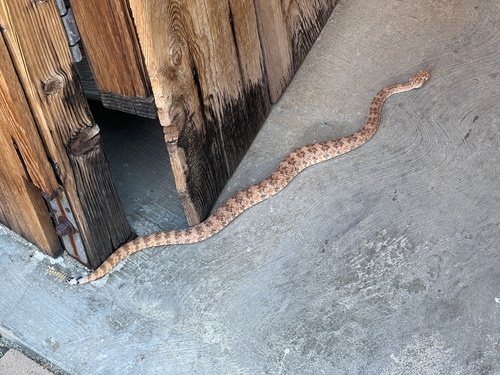 iNaturalist observation photo of Southwestern Speckled Rattlesnake