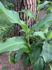 Canna flaccida