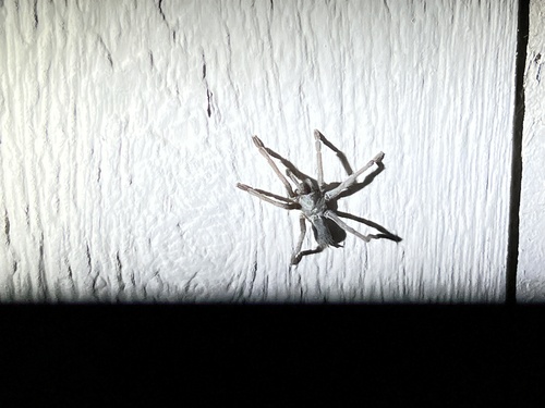 iNaturalist observation photo of Cahuilla Ebony Tarantula