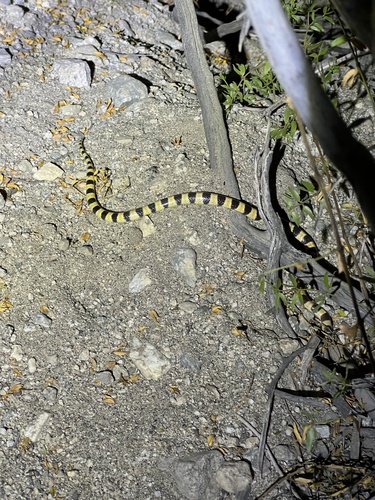 iNaturalist observation photo of Mojave Shovelnose Snake