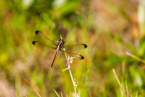 Yellow-sided Skimmer photo 5