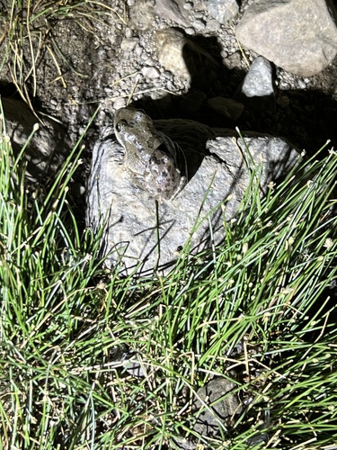 iNaturalist observation photo of California Tree Frog