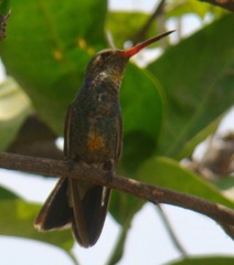 Cynanthus latirostris