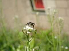 Lasioglossum sexnotatum
