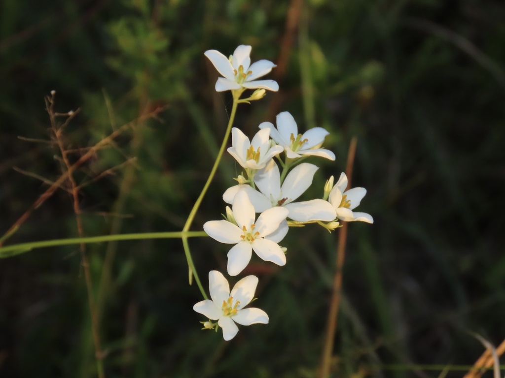 lanceleaf rose-gentian in July 2024 by Josh Emm · iNaturalist