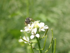 Lasioglossum sexnotatum