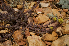 Castilleja cinerea