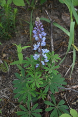 Lupinus perennis