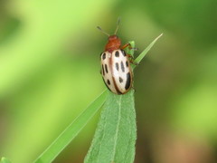 Chrysomela texana