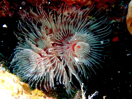 Protula bispiralis