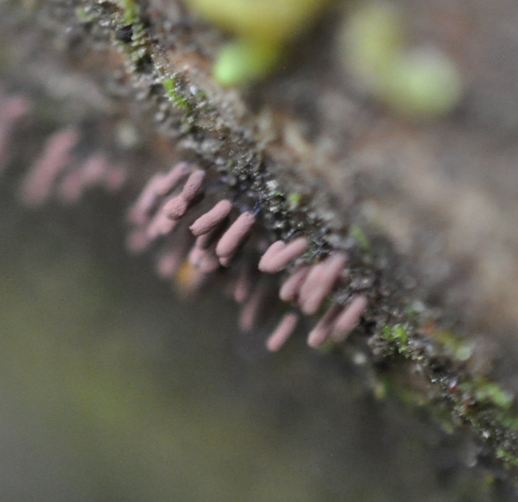 Stemonitopsis subcaespitosa