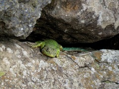 Sceloporus hondurensis
