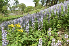 Lupinus perennis