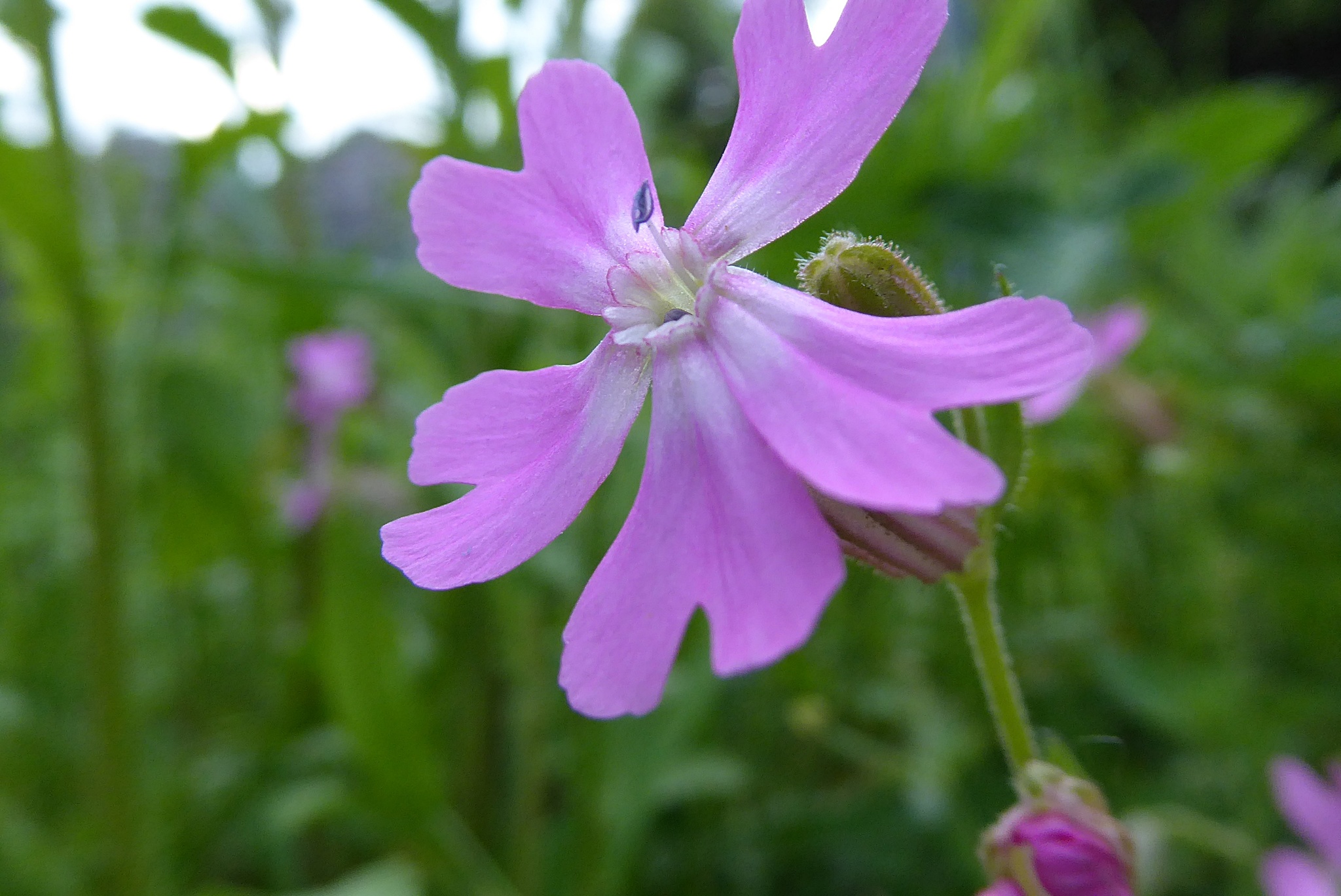 Silene pendula