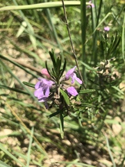 Conradina verticillata