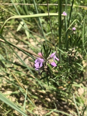 Conradina verticillata