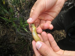 Abronia monticola