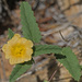 New Mexico Fanpetals - Photo (c) Jerry Oldenettel, some rights reserved (CC BY-NC-SA)