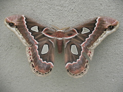 Rothschildia cinctus cinctus