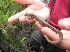 Abronia monticola