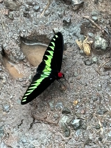 Rajah Brooke's Birdwing