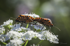 Graphosoma italicum italicum