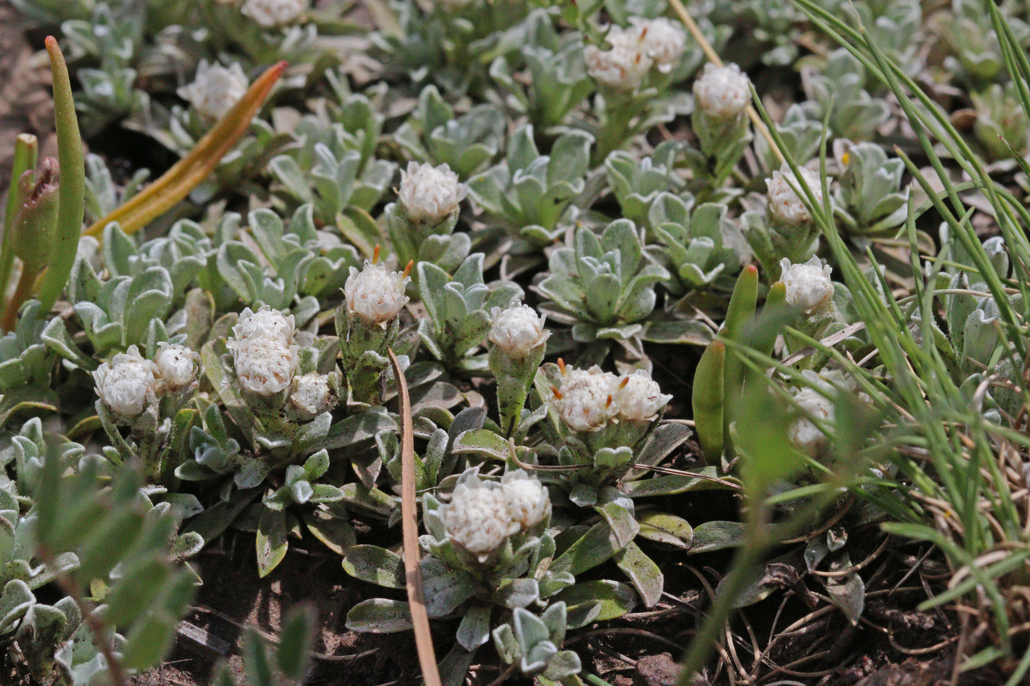 Antennaria rosulata