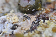 Oedoparena glauca