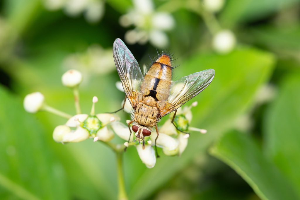Demoticoides pallidus
