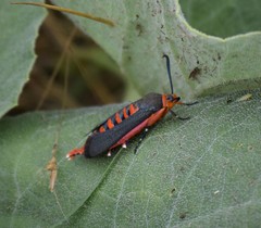 Eichlinia grande