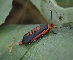 Eichlinia grande