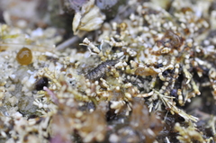 Oedoparena glauca