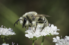 Colletes