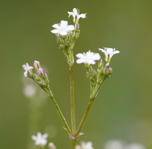 Image of Gypsophila scorzonerifolia by (c) Brenda Black, some rights reserved (CC BY)