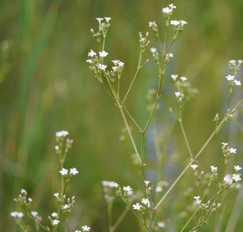 Glandular Baby's-breath (Gypsophila scorzonerifolia)