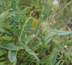 Gypsophila scorzonerifolia, photograph (c) Brenda Black, some rights reserved (CC BY)