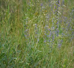 Gypsophila scorzonerifolia, photograph (c) Brenda Black, some rights reserved (CC BY)