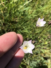 Triteleia peduncularis