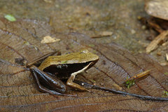 Mantidactylus opiparis