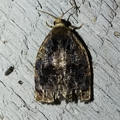 Archips infumatana