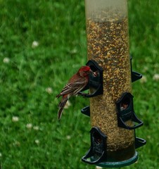 Haemorhous mexicanus