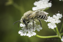 Colletes
