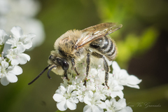Colletes