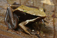 Mantidactylus opiparis